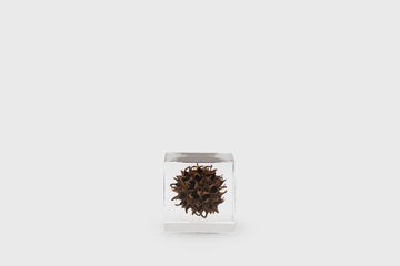 American Sweetgum Sola Cube Desk Ornaments [Office & Stationery] Usagi no Nedoko    Deadstock General Store, Manchester