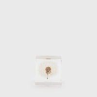 Dandelion Sola Cube [Regular] Desk Ornaments [Office & Stationery] Usagi no Nedoko    Deadstock General Store, Manchester