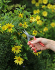 Niwaki - Garden Snips - BindleStore.