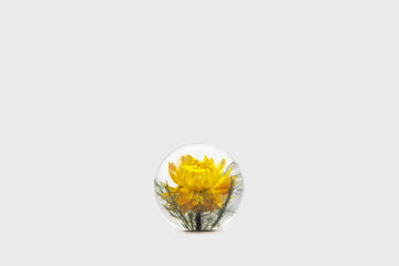 Helichrysum Paperweight [Small] Desk Ornaments [Office & Stationery] Hafod Grange    Deadstock General Store, Manchester