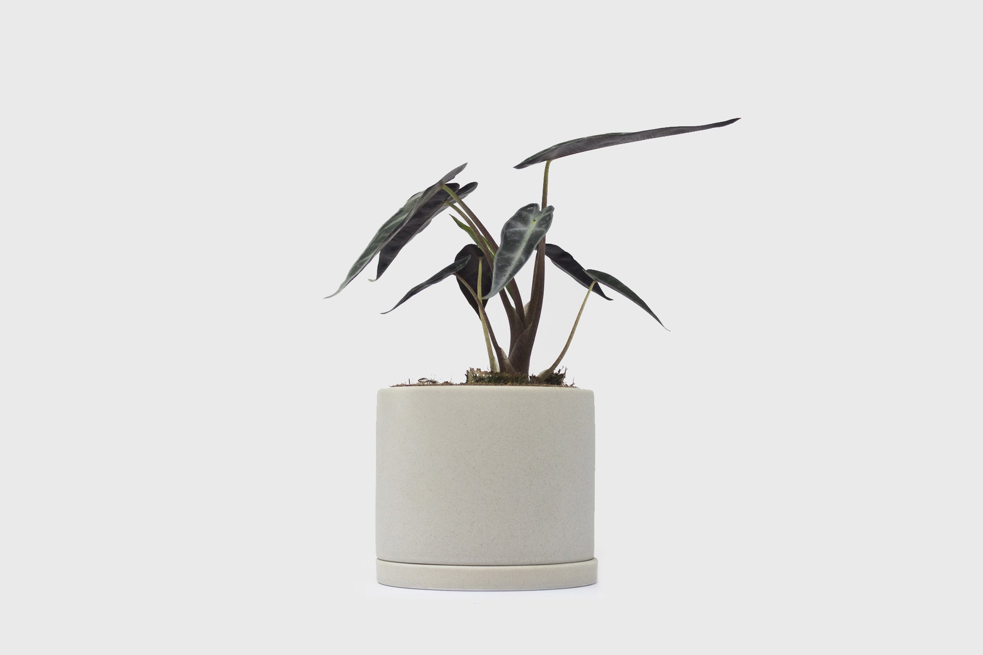 kinto plant pot 191 191 Plant Pot [105mm] Earth Grey