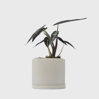 191 Plant Pot 105mm [Earth Grey] Plants & Pots [Homeware] KINTO    Deadstock General Store, Manchester