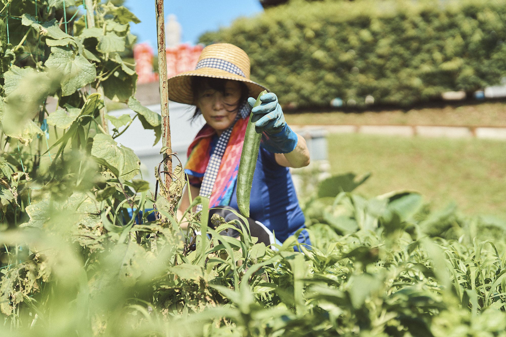 Niwaki - Kyuri Seeds Japanese Cucumber - BindleStore.