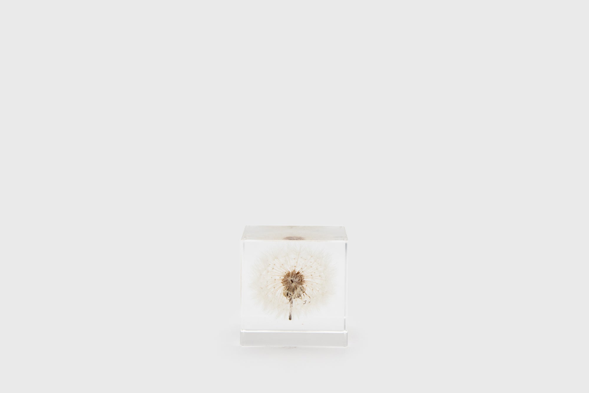 Dandelion Sola Cube [Regular] Desk Ornaments [Office & Stationery] Usagi no Nedoko    Deadstock General Store, Manchester