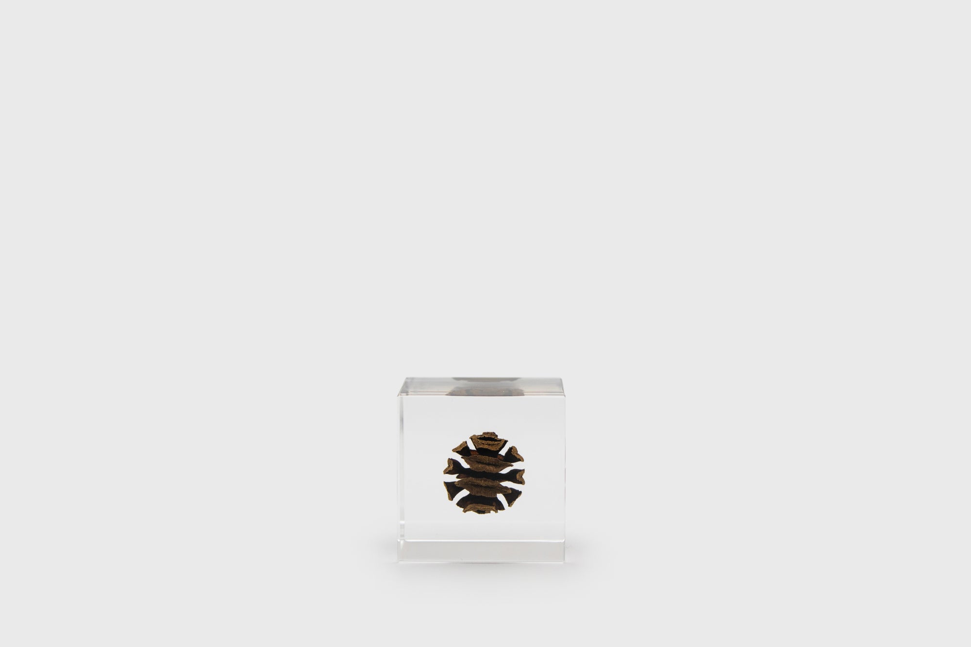 Dawn Redwood Sola Cube Desk Ornaments [Office & Stationery] Usagi no Nedoko    Deadstock General Store, Manchester