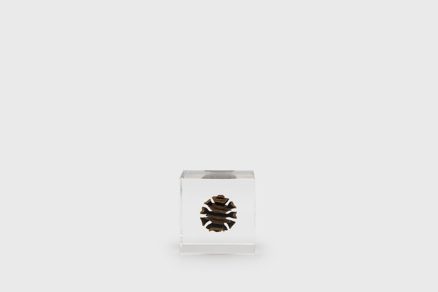 Usagi no Nedoko Sola Cube – Japanese Resin Paperweight – Dawn Redwood –  BindleStore. (Deadstock General Store, Manchester)