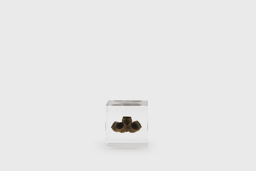 Usagi no Nedoko Sola Cube – Japanese Resin Paperweight – Eucalyptus –  BindleStore. (Deadstock General Store, Manchester)