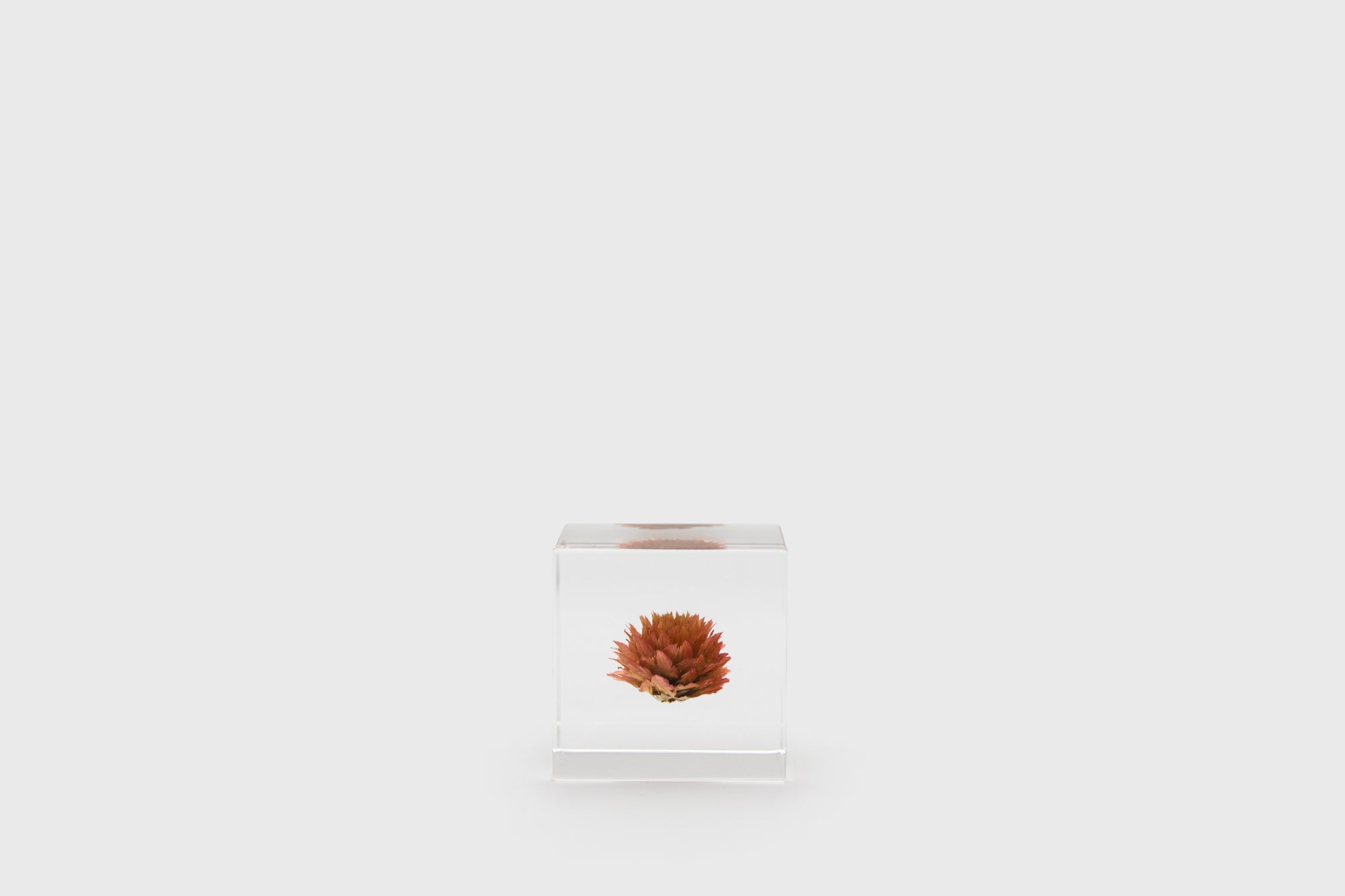 Globe Amaranth Sola Cube Desk Ornaments [Office &amp; Stationery] Usagi no Nedoko    Deadstock General Store, Manchester