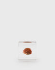 Globe Amaranth Sola Cube Desk Ornaments [Office & Stationery] Usagi no Nedoko    Deadstock General Store, Manchester