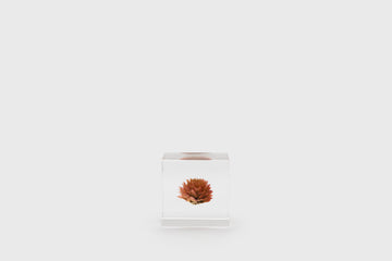 Usagi no Nedoko Sola Cube – Japanese Resin Paperweight – Globe Amaranth –  BindleStore. (Deadstock General Store, Manchester)