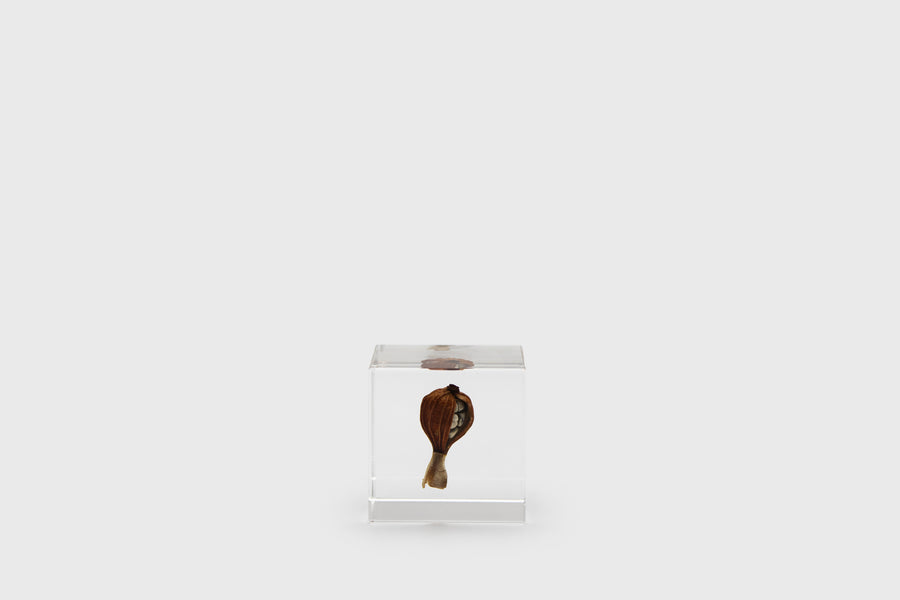 Usagi no Nedoko Sola Cube – Japanese Resin Paperweight – Shell Ginger –  BindleStore. (Deadstock General Store, Manchester)