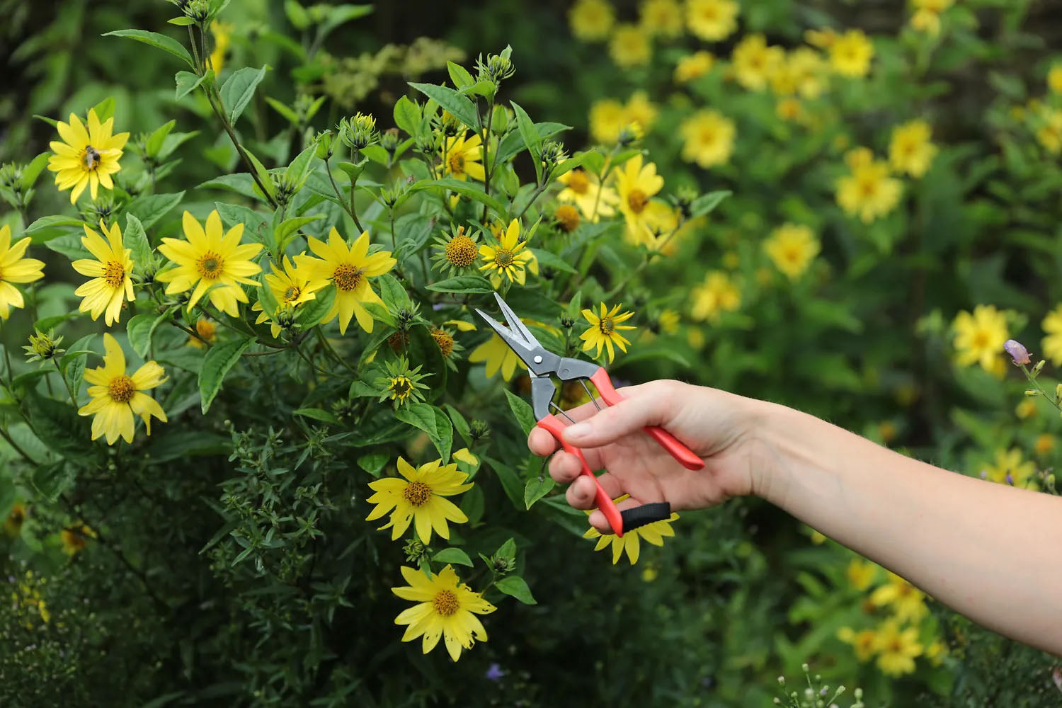 Niwaki - Garden Snips - BindleStore.