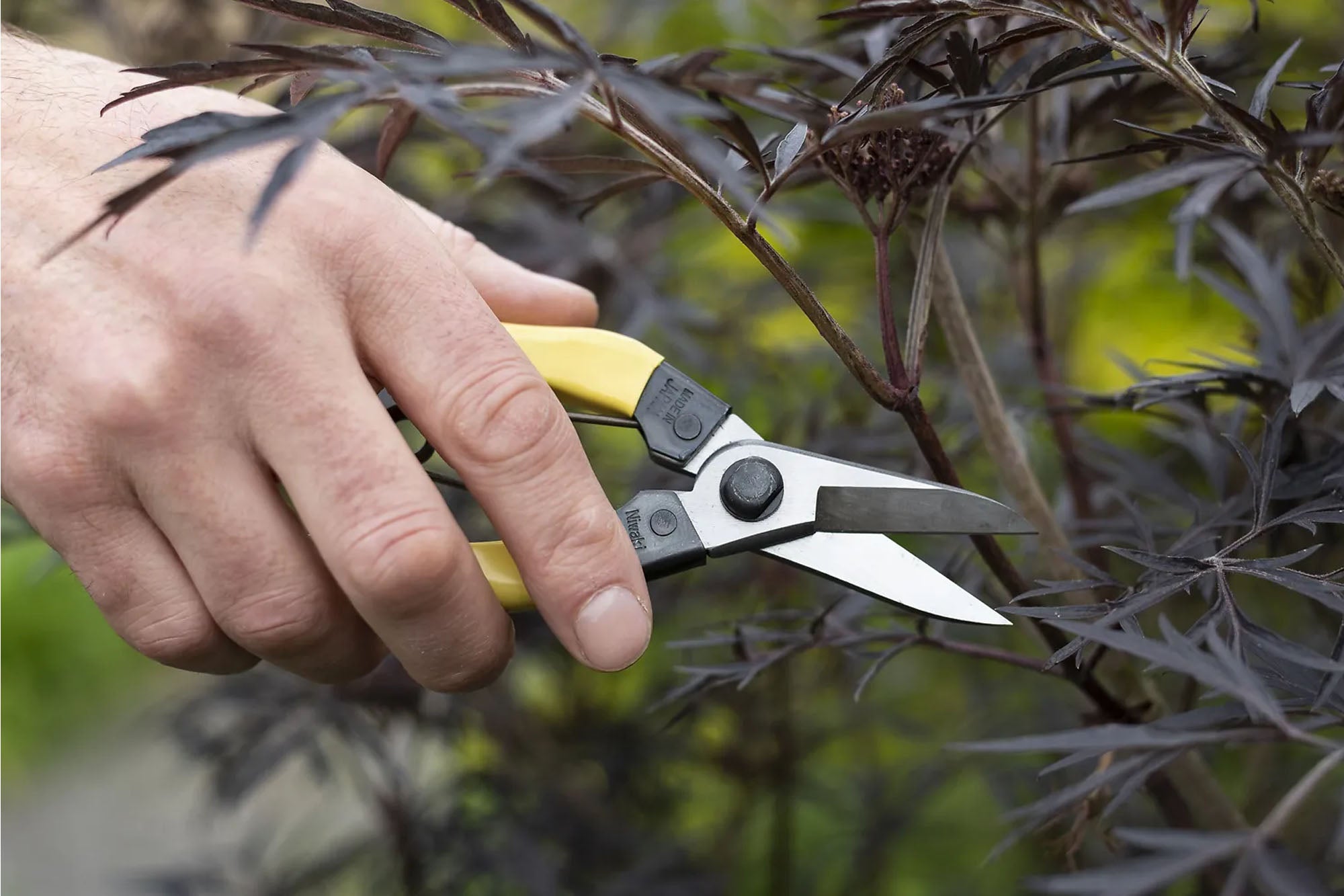 Mainichi Snips