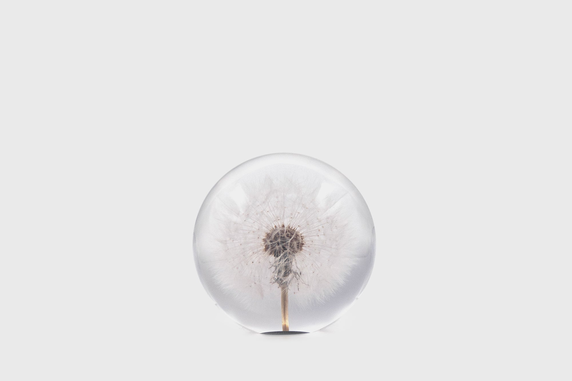 Dandelion Paperweight [Large] Desk Ornaments [Office &amp; Stationery] Hafod Grange    Deadstock General Store, Manchester