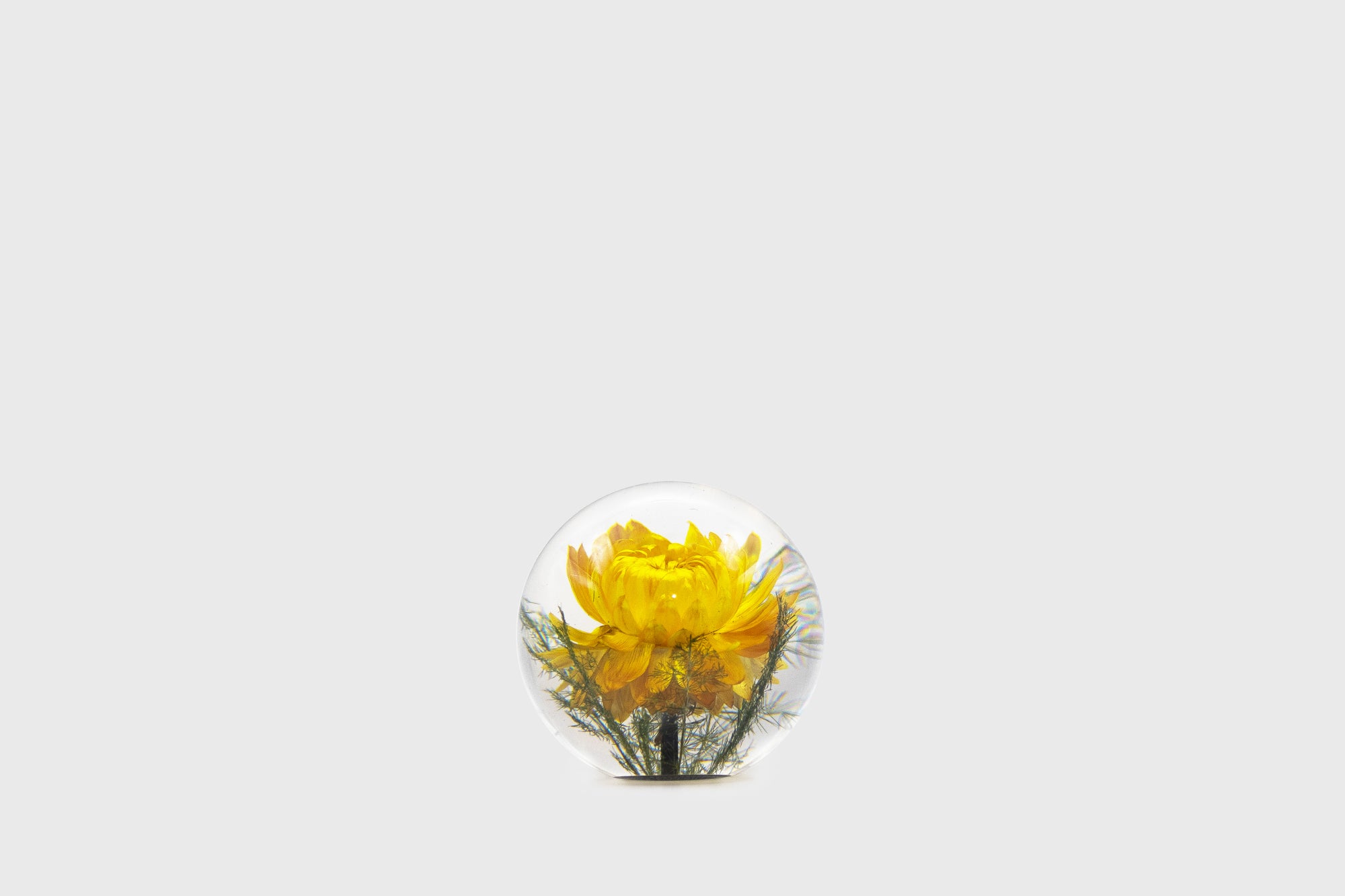 Helichrysum Paperweight [Small] Desk Ornaments [Office &amp; Stationery] Hafod Grange    Deadstock General Store, Manchester