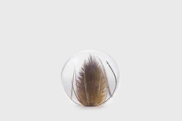 Teasel Paperweight [Large] Desk Ornaments [Office & Stationery] Hafod Grange    Deadstock General Store, Manchester