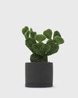 191 Plant Pot 85mm [Dark Grey] Plants & Pots [Homeware] KINTO    Deadstock General Store, Manchester