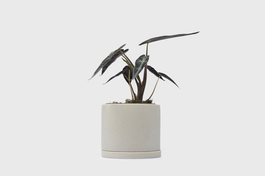 191 Plant Pot 105mm [Earth Grey]