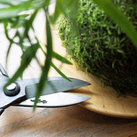 Short bladed scissors resting on wooden saucer underneath kokedama on wooden shelf